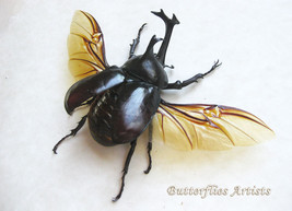 Japanese Rhinoceros Beetle Allomyrina Dichotoma Taxidermy Double Glass D... - £77.66 GBP