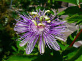 Maypop Purple Passion 10 seeds (Edible fruit!) (Passiflora Incarnata) Cold Hardy - £9.54 GBP