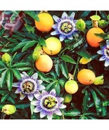 30 Seeds Passiflora Caerulea Passion Fruit Flowers - $15.71 CAD