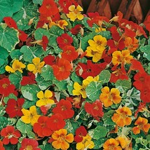 USA Seller Nasturtium Variegated Dwarf Alaska Mix Seeds Fast Shipping - £12.68 GBP