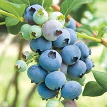 12-24&quot; Tall - 3 Year Old Plants 2 Bluecrop Northern Highbush Blueberry Bushes - £94.82 GBP