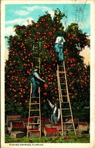 Picking Oranges Florida FL 1919 Postcard WB Agriculture Ladders - £4.25 GBP