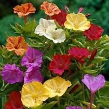 New Fresh Seeds 25 Mirabilis Four O Clock Flower Seeds Mix Self-Seeding Morning  - £21.96 GBP