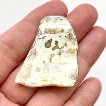 Large Agatized Tampa Bay Fossil Coral Tumbled Wedge Agate Gemstone 38.5x33x6.5mm - £18.19 GBP