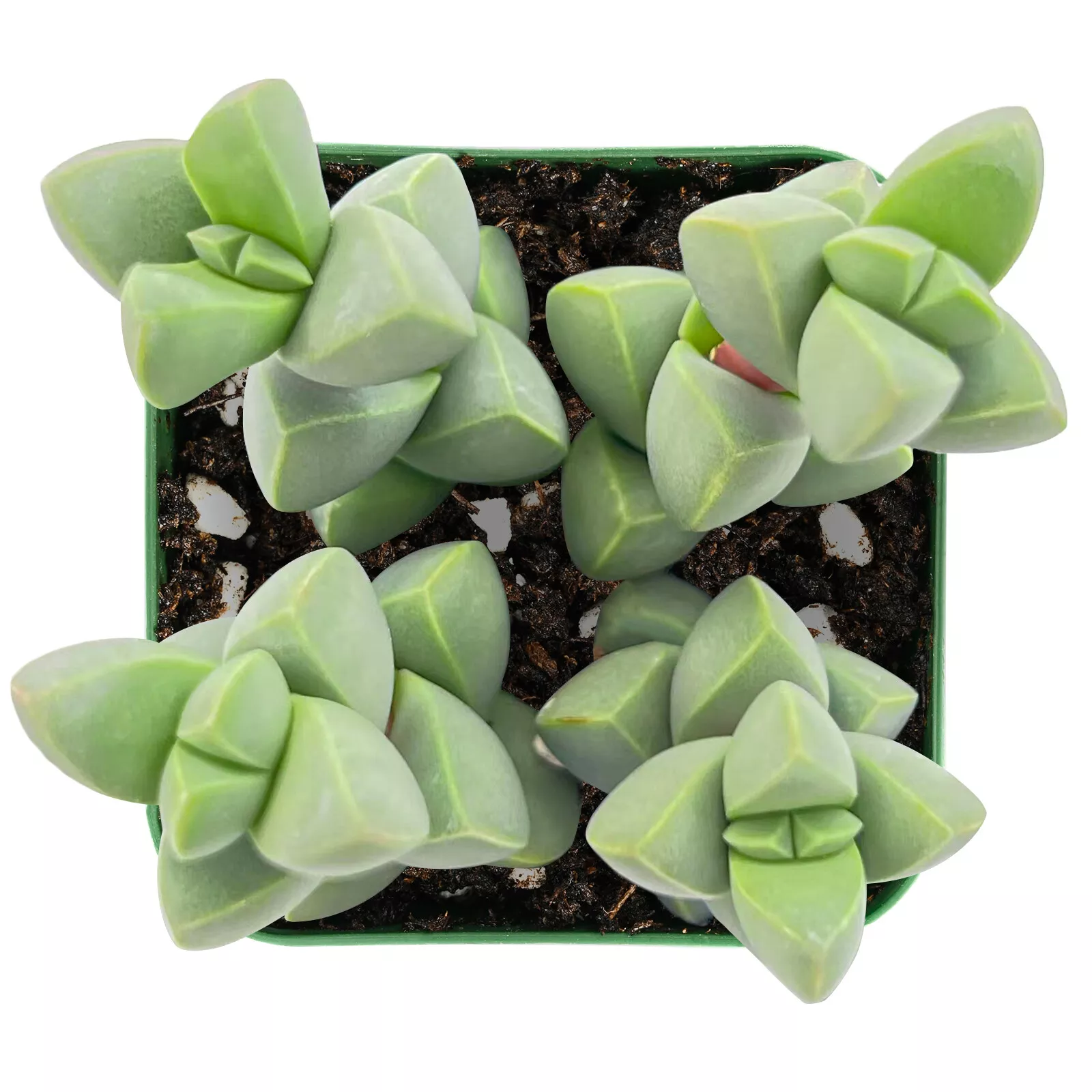 Live Fresh Corpuscularia Lehmannii Ice Astridia Velutina Brocade Succule... - $26.00