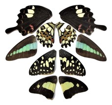 5 pairs real butterfly wings, assorted wings, mix, lot, insect taxidermy - £11.81 GBP