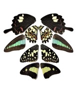 5 pairs real butterfly wings, assorted wings, mix, lot, insect taxidermy - £11.79 GBP