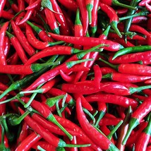 New Seeds Thai Hot Pepper Seed Jinda Pepper Seed USA Seller - £4.50 GBP