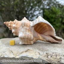 Natural Foxhead Giant Seashell - Genuine Shell for Display &amp; Photography... - $48.13