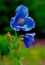 New Poppy , Himalayan , Blue Meconopsis , 50 + Seeds Item No. DL256C - $10.68