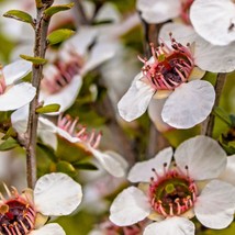 Best Seeds Organic Manuka Tea Tree Seeds Leptospermum scoparium Tea Bush Manuka  - £15.62 GBP