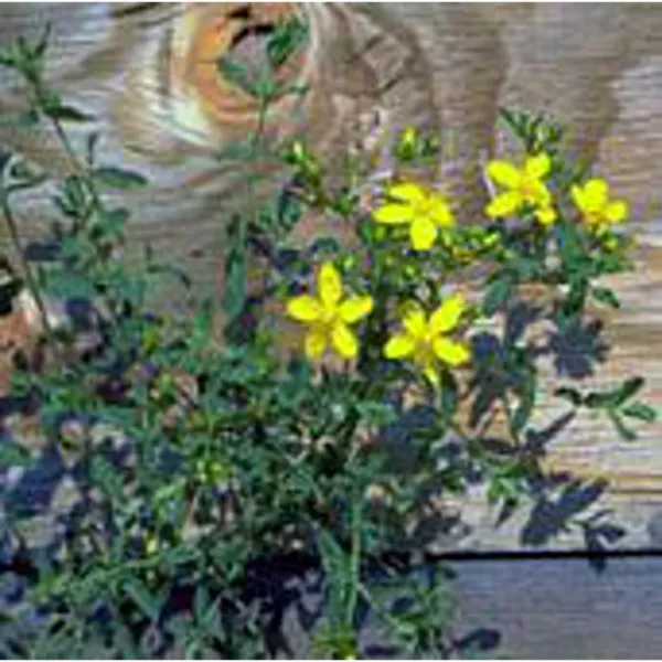 St John&#39;S Wort Seeds (20+ Seeds) Non Gmo Vegetable Fruit Herb Flower Seeds F Usa - £13.32 GBP