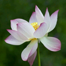 New Wild White Red Lotus Flower - 1 Seeds - $5.63