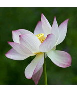 New Wild White Red Lotus Flower - 1 Seeds - $5.75