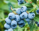 200 Seeds Northern Blueberry Fruit Seeds Sweet Non Gmo Fresh Harvest Fas... - £7.20 GBP