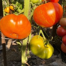 Exotic Tomato Kozula 179 Seeds - Vibrant Zebra Zotta, Grow Your Own Garden, Thou - £5.50 GBP