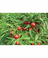 LWS Sweet Red Cherry Pepper Garden Planting 25 Seeds Fast Shipping - €7,70 EUR