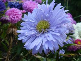 500 Seeds Powder Puff China Aster Rainbow Chrysanthemum Mix Cut Flowers - £7.87 GBP