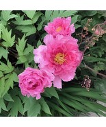 10 Seeds Heirloom &#39;Fen Pan Tuo Jin&#39; Pink Peony Tree Flower Organic - $9.00