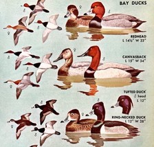 Bay Ducks 6 Different Varieties &amp; Types 1966 Color Bird Art Print Nature... - £15.67 GBP