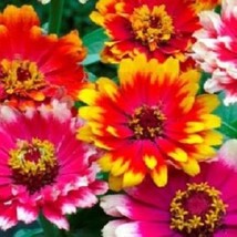 USA Seller 50 Carrousel Mix Zinnia Annual Flower Seeds Fast Shipping - $21.51