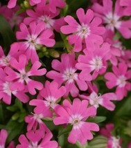 US Seller Catchfly Seeds Nodding Catchfly Triumph 500 Seeds Silene Pendula Trium - $21.00