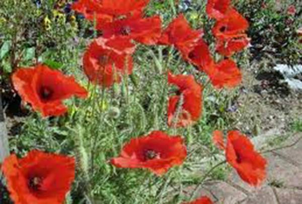 CORN POPPY 500 SEEDS ORGANIC, BRILLIANT RED FLOWER, BEAUTIFUL RED BLOOMS