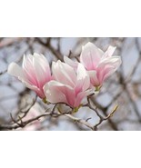 Saucer Magnolia Soulangeana 1 Gallon Pot - £63.57 GBP