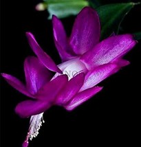 100 Seeds Schlumbergera Flores Christmas Cactus Plant Plantasmultiple Color (Col - $7.82