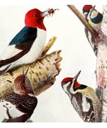 Red Headed Woodpecker Sapsucker 1936 Bird Lithograph Color Plate Print D... - $570.01 MXN