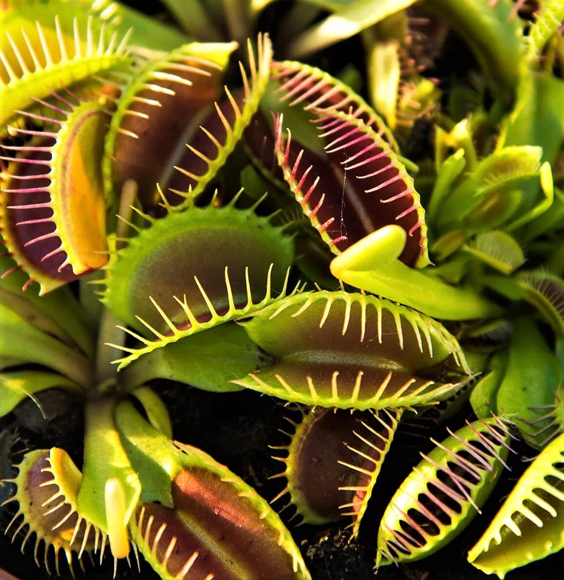 SYST 20 Seeds Venus Flytrap Exotic Carnivorous Flower Catalog Home Garden  - $9.85