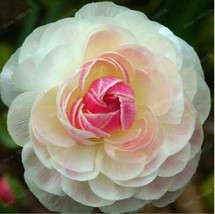 Fast Ship USA Seller Ranunculus Asiaticus Flower Seeds 100 White Rose Pink - £12.11 GBP