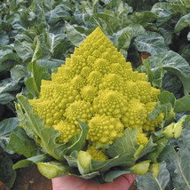Romanesco Broccoli (Cauliflower) ~ Beloved Italian Heirloom Variety ~ Open Polli - £1.76 GBP