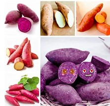 PWO Fresh Sweet Potato Seeds, Mixed - $3.44