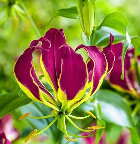 US Seller Gloriosa Carsonii Climbing Or Creeping Lily 10 Seeds - £12.18 GBP