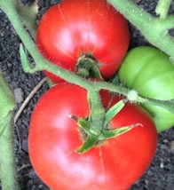 Fresh Garden Dwarf Champion 15 Tomato Seeds | Heirloom Tomatoes | Vegetable - £7.79 GBP