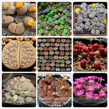 Germany KK&#39;s Mixed 9 Types of Lithops Indoor Bonsai Seeds - £7.80 GBP