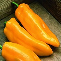 Mama Mia Giallo Sweet Peppers Seeds Gardening Easy Grow USA SHIPPING - £4.32 GBP