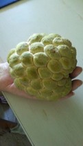 20 Seeds Organic Sugar Apple Annona Squamosa Tropical Fruit Plant Gardening USA  - $24.47