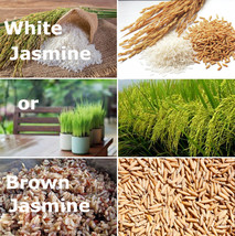 Thai Jasmine Rice, ORYZA SATIVA, choose Brown or White, fragrant, organic - £2.27 GBP