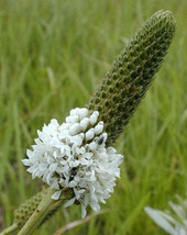 FREE SHIPPING Dalea candida White Prairie Clover 500 Seeds - £11.03 GBP