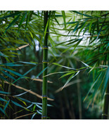 50 Bamboo Seeds Privacy Plant Garden Clumping Shade Screen &quot; Square Stem&quot; - $238.69 MXN