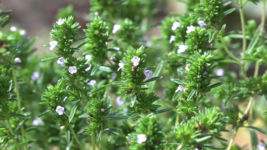 Common Thyme Seeds, Thymus vulgaris, NON-GMO, Variety Sizes, FREE SHIPPING - $1.97+