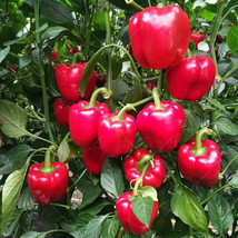 BELLFARM Giant Sweet Pepper Seeds 200 pcs Rose Red Black Yellow White Capsicum V - £6.66 GBP