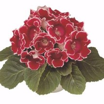 USA Seller Gloxinia Seeds Gloxinia Avanti Red White Edges 25 Seeds Sinningia Spe - $20.70