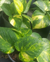 1 Pc Golden Pothos Devil&#39;s Ivy Flower Live Plant 3&quot; Pot - RK - £16.83 GBP
