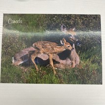 Whitetail Fawn Post Card - $2.39