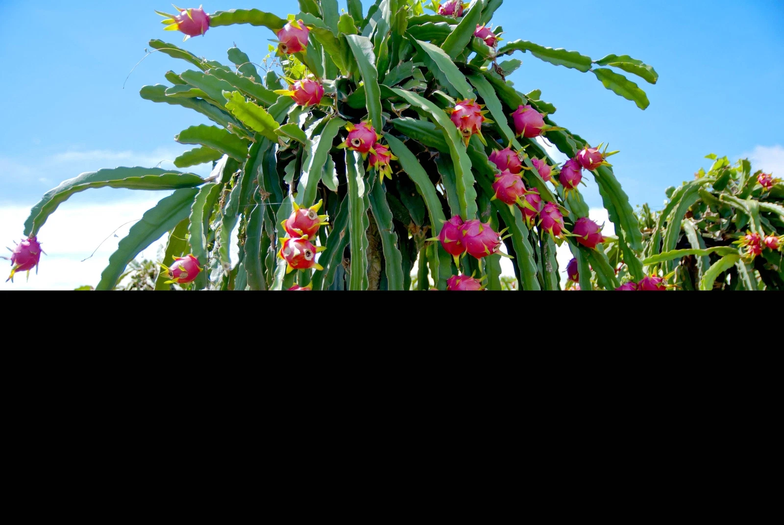 20 PURPLE DRAGON FRUIT PitayaStrawberry Pear Hylocereus Undatus Cactus S... - $14.56