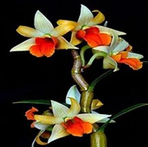100 pcs Mini Phalaenopsis Flower Seeds - Whitish Brown Color with Redish Orange  - £4.78 GBP