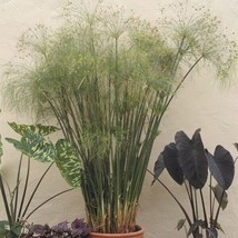 15 Seeds Paper Plant Flowers Fresh Seeds - $10.00
